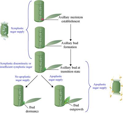 Activation of apoplastic sugar at the transition stage may be essential for axillary bud outgrowth in the grasses